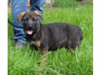 Adopt IRIS 3-4mths Spay Contract Req. $425 a German Shepherd Dog