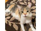 Adopt MaMa (Mary Poppins) - in foster home a Domestic Short Hair