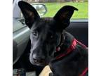 Adopt Mina a Black Labrador Retriever, German Shepherd Dog