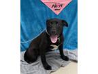 Adopt AUTUMN a Labrador Retriever, Pit Bull Terrier