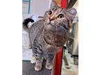 Adopt Poutine a Tabby, Domestic Short Hair