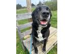 Adopt Shy a Black Labrador Retriever