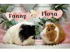 Adopt Fanny and Flora a Guinea Pig