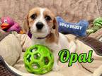 Adopt Opal in Texarkana TX a Miniature Dachshund, Yorkshire Terrier