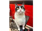 Adopt Sweetie a Domestic Short Hair