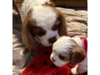 Cavalier King Charles Spaniel Puppy for sale in Deer Park, TX, USA