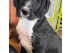 Great Dane Puppy for sale in Hinckley, MN, USA