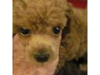 toy poodle