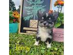 Chihuahua Puppy for sale in Homerville, GA, USA