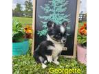 Chihuahua Puppy for sale in Homerville, GA, USA