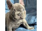French Bulldog Puppy for sale in Perkiomenville, PA, USA