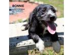 Adopt Bonnie-9019 a Schnauzer, Mixed Breed