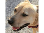 Adopt Clara a Carolina Dog, Yellow Labrador Retriever