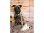 Adopt Malibu a Belgian Shepherd / Malinois