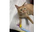 Adopt Izzy a Domestic Short Hair