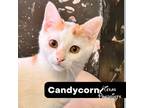 Adopt Candycorn a Turkish Van, Domestic Short Hair