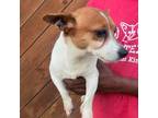 Adopt Penny - Local May 3-5 a Jack Russell Terrier, Dachshund