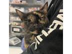 Adopt Ariel a Domestic Short Hair