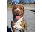 Adopt Butter Bean a American Staffordshire Terrier