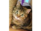 Adopt Kitty Pryde a Domestic Short Hair