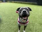 Adopt Bluebell a Pit Bull Terrier, Mixed Breed