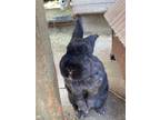 Adopt Shadow a Bunny Rabbit