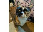Adopt Indie a Calico