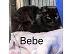 Adopt Bebe FERAL BARN CAT a Domestic Medium Hair