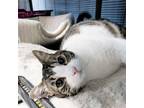 Adopt Tabby a Domestic Short Hair