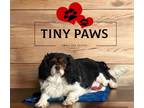 Adopt Ruby a Cavalier King Charles Spaniel