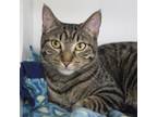 Adopt Bonita a Domestic Short Hair