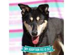 Adopt Katherine a Mixed Breed