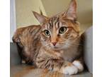 Adopt Perdita a Torbie