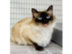 Adopt Sierra a Siamese