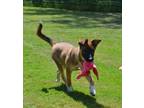 Adopt Queen ***SPONSORED ADOPTION FEE*** a German Shepherd Dog