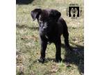 Adopt Wendy Darling-MEDICAL HOLD a Labrador Retriever