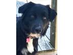 Adopt Maggie B a Flat-Coated Retriever, Australian Shepherd