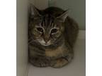 Adopt Jemma (Barn Cat) a Domestic Short Hair