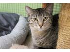 Adopt Barnes a Domestic Short Hair