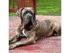 Adopt Odin a Cane Corso