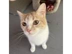 Adopt Jem a Domestic Short Hair