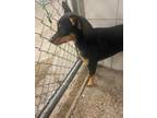 Adopt Princess Leia a Miniature Pinscher, Mixed Breed