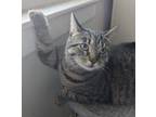 Adopt Zora a Domestic Short Hair