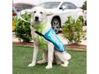 Adopt Sal II a Great Pyrenees