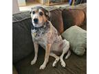 Adopt Maya a Beagle, Australian Cattle Dog / Blue Heeler