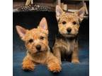 Norwich Terrier Puppy for sale in Rochert, MN, USA