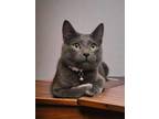 Adopt Pewter a Domestic Short Hair, Russian Blue