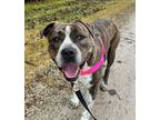 Adopt Violet a American Staffordshire Terrier, Pit Bull Terrier