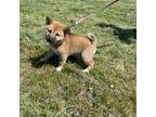 Shiba Inu Puppy for sale in Charlestown, IN, USA