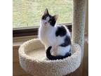 Adopt Sylvia a American Shorthair